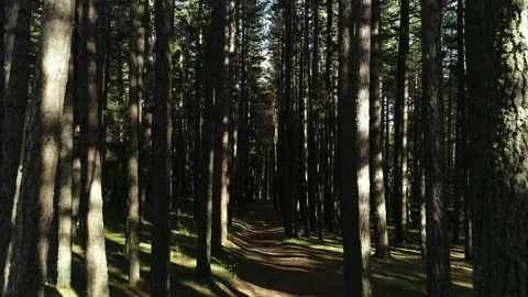 Inside the woods in Calabria Video stock 143608273