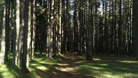 Inside the woods in Calabria Video stock 143608299