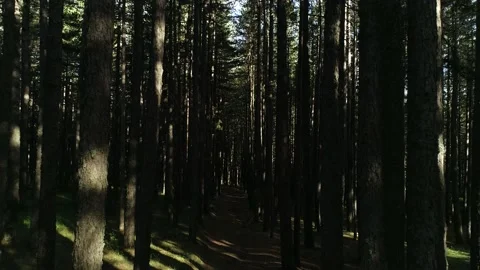 Inside the woods in Calabria, Italy Stock Footage