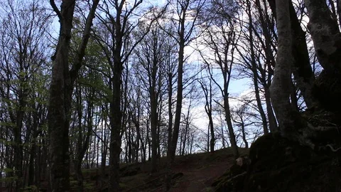 Inside the woods of La Verna, Arezzo, Tuscany, Italy Stock Footage 75177727