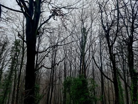 Inside a woods looking up at a grey sky Photos
