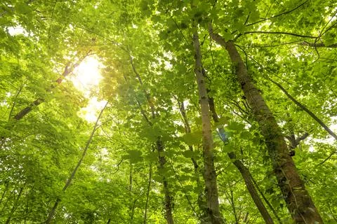 Inside the woods, looking upward Stock Photos