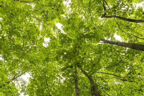 Inside the woods, looking upward Stock Photos