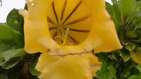 Inside yellow flower 動画素材 77526429