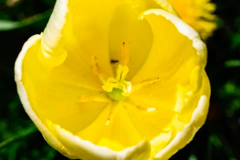Inside a yellow tulip Foto stock