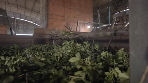 Inside a Yerba Mate Processing Facility, Organic Herbal Tea Production Stock Footage 309941563