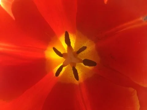 Insides of a tulip Stock Photos