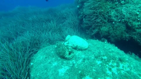 Inspecting the amphorae 스톡 동영상 113752439