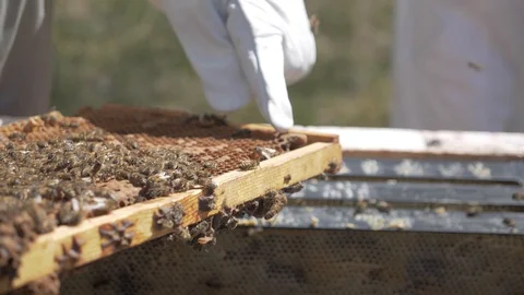 Inspecting the bee hive 1 動画素材 130071294