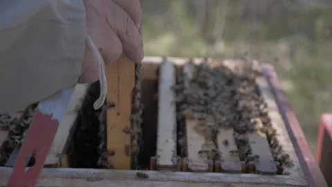 Inspecting the bee hive 3 Stock-Footage 130070344