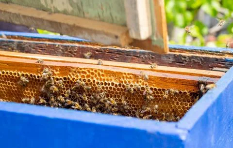 Inspecting the beehive close-up Foto stock