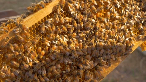 Inspecting beehive frame with bees Stock Footage 112365027