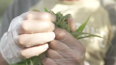 Inspecting cannabis buds after leaf removal Stock Footage 316541013
