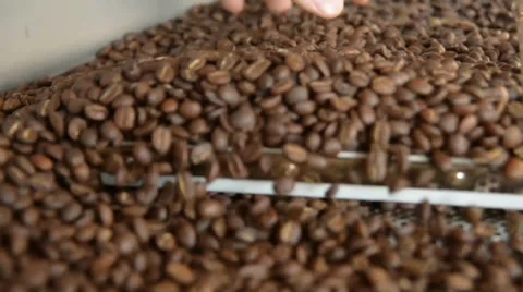 Inspecting coffee beans Stock Footage 35303008