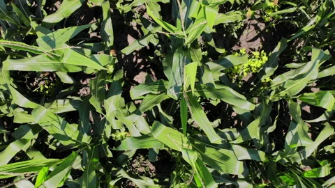 Inspecting corn crop quality by drone, modern agriculture Stock Footage 136060751