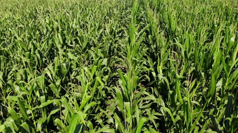 Inspecting corn crops quality by drone Stock Footage 136062266