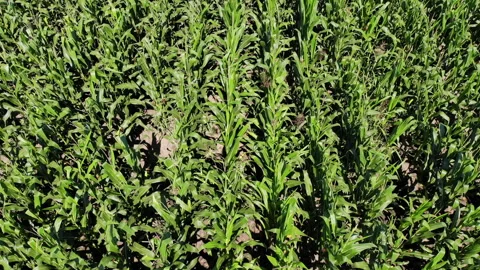 Inspecting corn crops quality by drone, modern agriculture Stock Footage 136062935