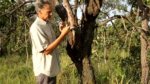 Inspecting Dead Tree Stock Footage 147445048