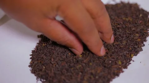 Inspecting dry tea 스톡 동영상 288232985