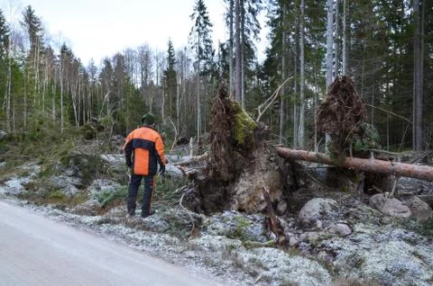 Inspecting fallen trees Stock Photos