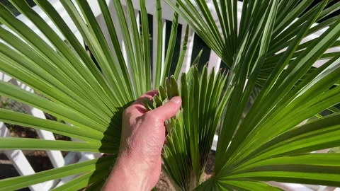 Inspecting frong on windmill palm tree 01a Stock Footage 247932746