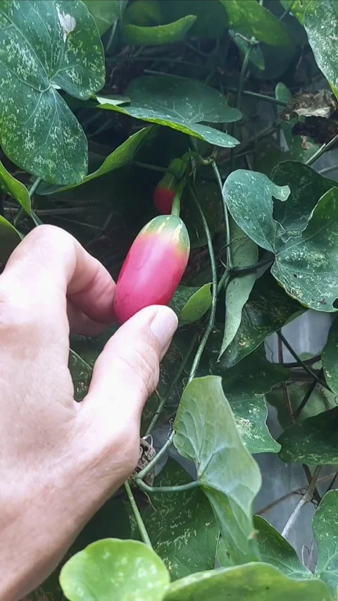 Inspecting Fruit Thoroughly Stock Footage 297611577
