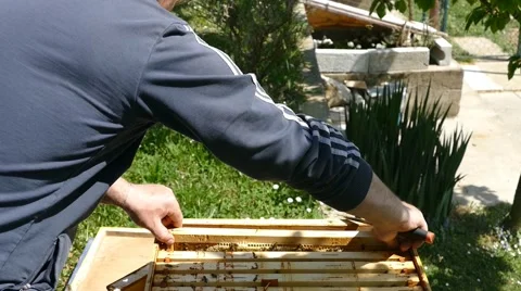 Inspecting honey bee Sacks 動画素材 50866037