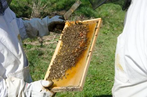 Inspecting honey bees Stock Photos