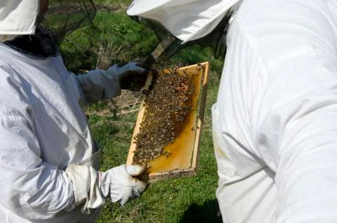 Inspecting honey bees Stock Photos