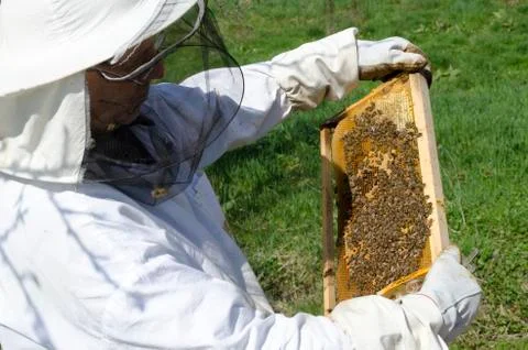 Inspecting honey bees Stock Photos