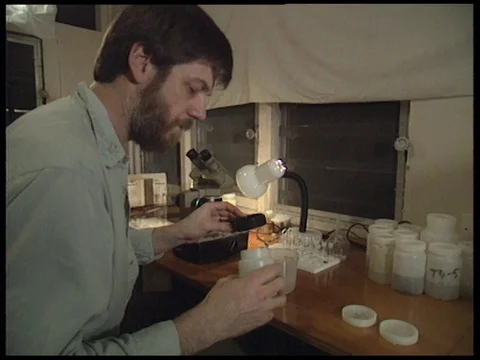 Inspecting insects under the microscope, UK 1994 Stock Footage 136689535