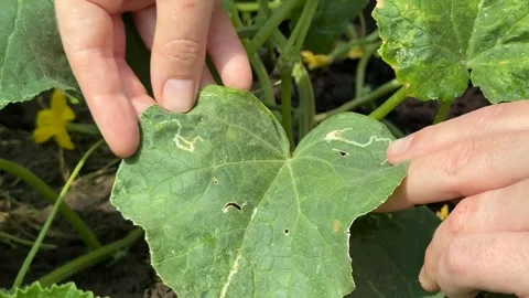 Inspecting Leaf Damage Stock Footage 311658874