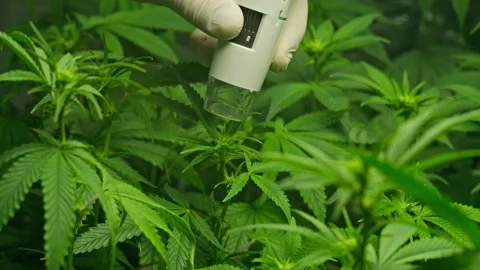 Inspecting leafs of cannabis with microscope. Vídeos de archivo 190031221