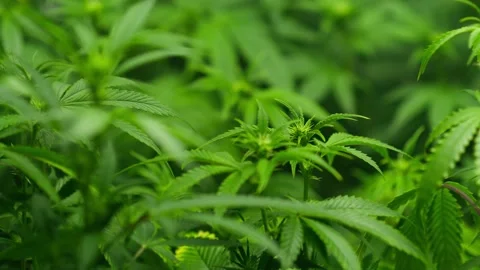 Inspecting leafs of cannabis with microscope. Vídeos de archivo 190032085