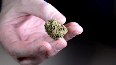 Inspecting marijuana bud in hand 1. Stock-Footage 36276410