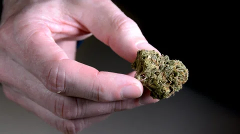 Inspecting marijuana bud in hand 2. Stock-Footage 36276407