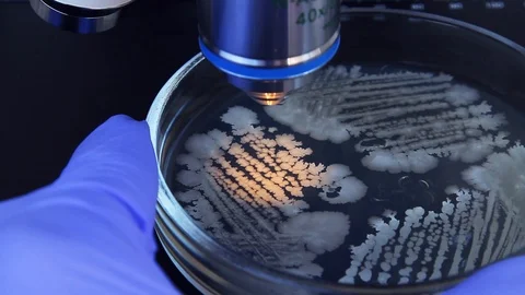 Inspecting a Petri dish under a microscope Stock Footage 98413576