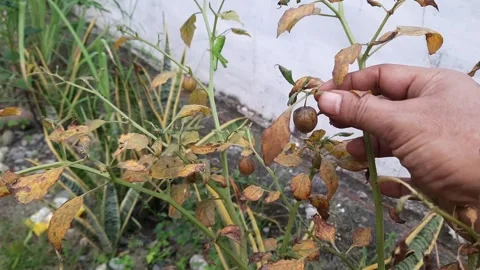 Inspecting Ripe Physalis Fruit on Dry Plant, Farmer Hand Checking Cape Goos.. Stock Footage 337952674