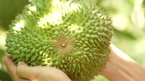 Inspecting the Star Shape Bottom of Black Thorn Durian in Hands Video stock 335548421