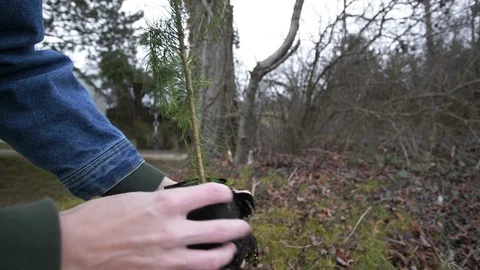 Inspecting a tree before it gets planted Stock Footage 121709496