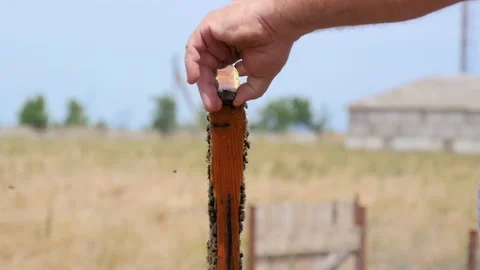 Inspection of Bee Honeycomb Stock Footage 134942596