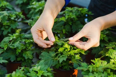 Inspection of leaf surfaces, Close-up 写真素材