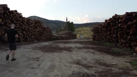 Inspection of logging operations in Tatoi deforestation area Stockbeeldmateriaal 248432950