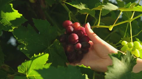 Inspection of ripe grapes Stock-Footage 280573982