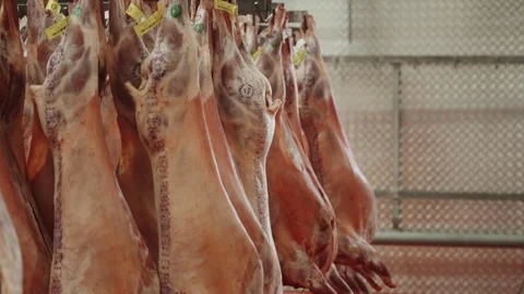 Inspection Stamped Lamb Sides in Meat Hanging Cooler Stock Footage 340262465