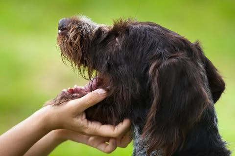 Inspection of teeth in dog Stock Photos