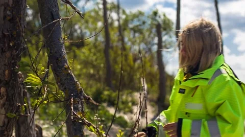 Inspection of Tree Branches Video stock 67448943