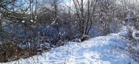 Inspection of trees in winter Stock Footage 231861931