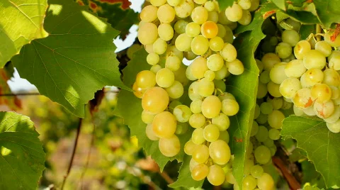 Inspection of white grapes Video stock 860710