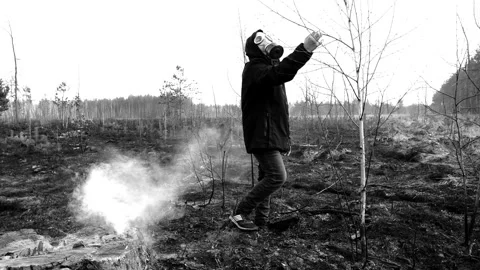 Inspection of young trees after a forest fire Stock Footage 249526560